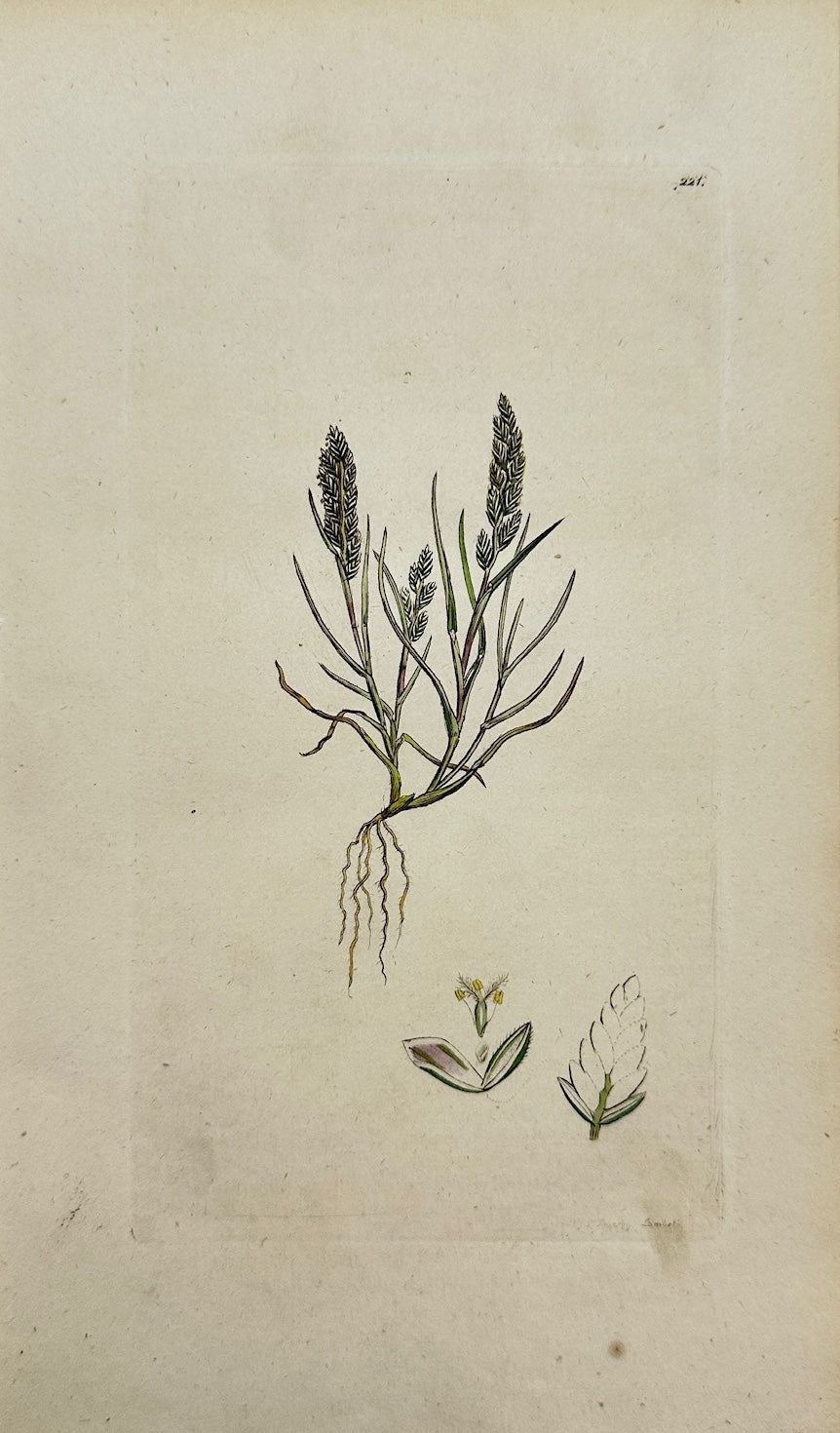 Antique Botanical Print - Sowerby - Triticum Loliaceum - Darnel Wheat - F1