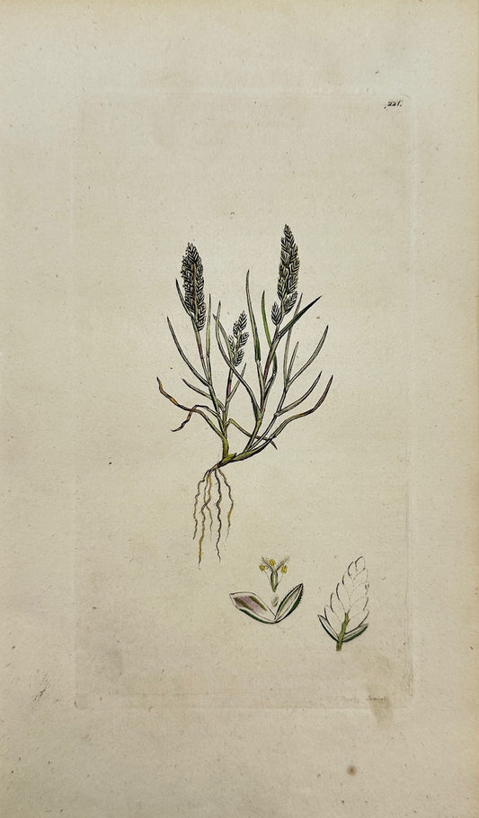 Antique Botanical Print - Sowerby - Triticum Loliaceum - Darnel Wheat - F1