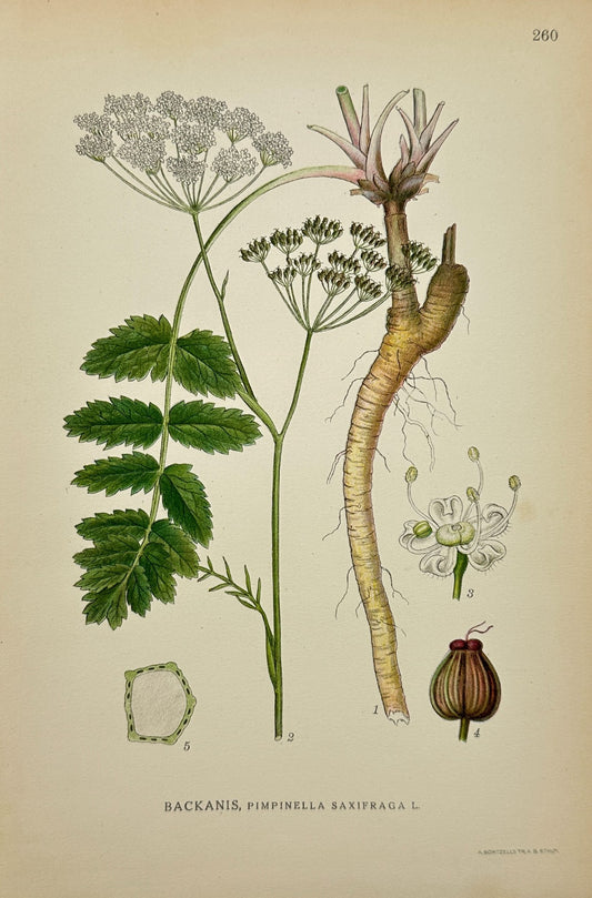 Original Antique Botanical Print - Northern Flora - Burnet Saxifrage - F4