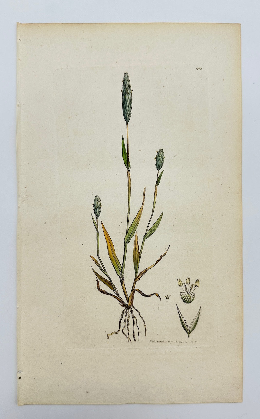 Antique Botanical Print - Sowerby - Phalaris Arenaria - Sand Canary Grass - F1