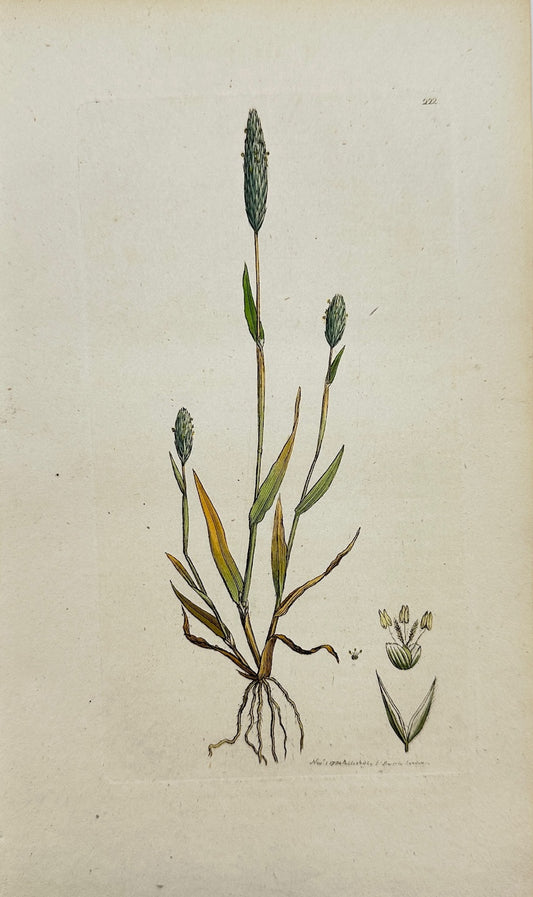 Antique Botanical Print - Sowerby - Phalaris Arenaria - Sand Canary Grass - F1