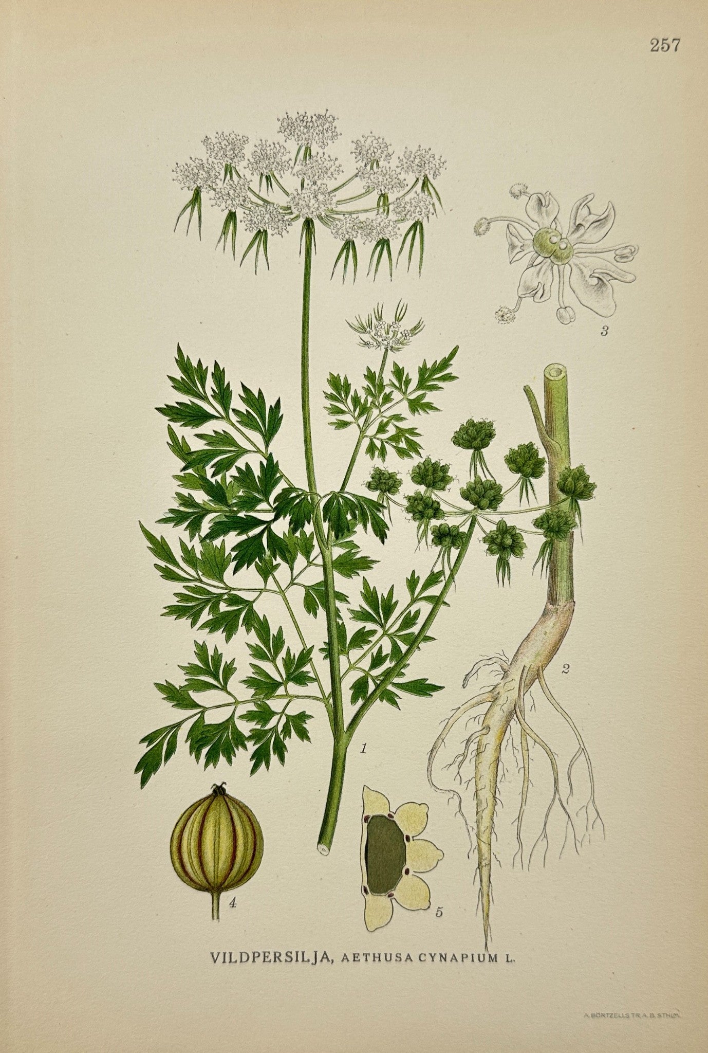 Antique Botanical Print - C. Lindman - Aethusa Cynapium - Fool's Parsley - F4