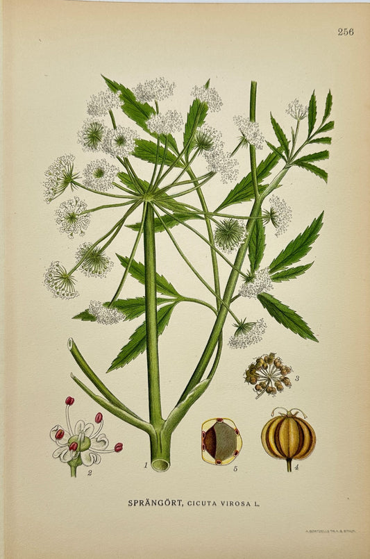 Antique Botanical Print - Northern Flora - Cicuta Virosa - Cowbane - F4
