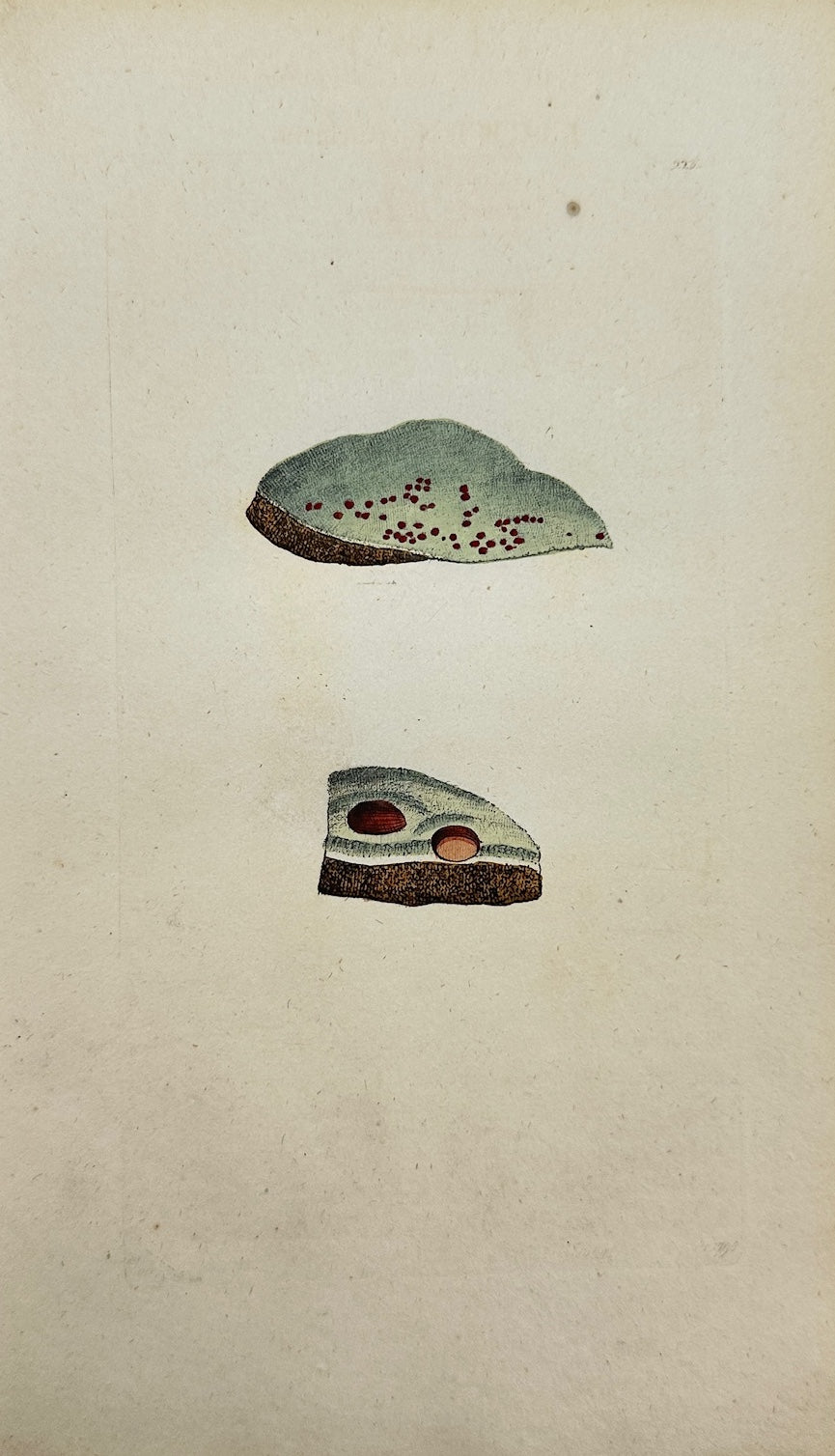 Antique Botanical Print - Sowerby - Lichen Coccineus - Scarlet Lichen - F1