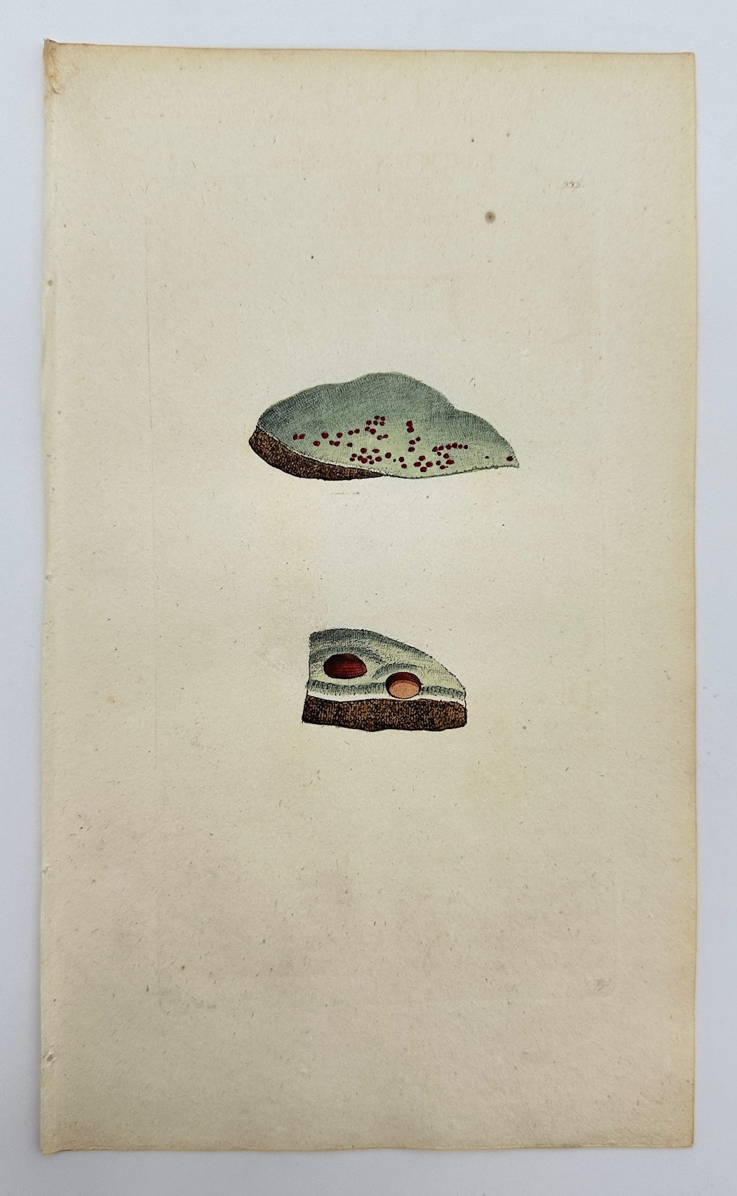 Antique Botanical Print - Sowerby - Lichen Coccineus - Scarlet Lichen - F1