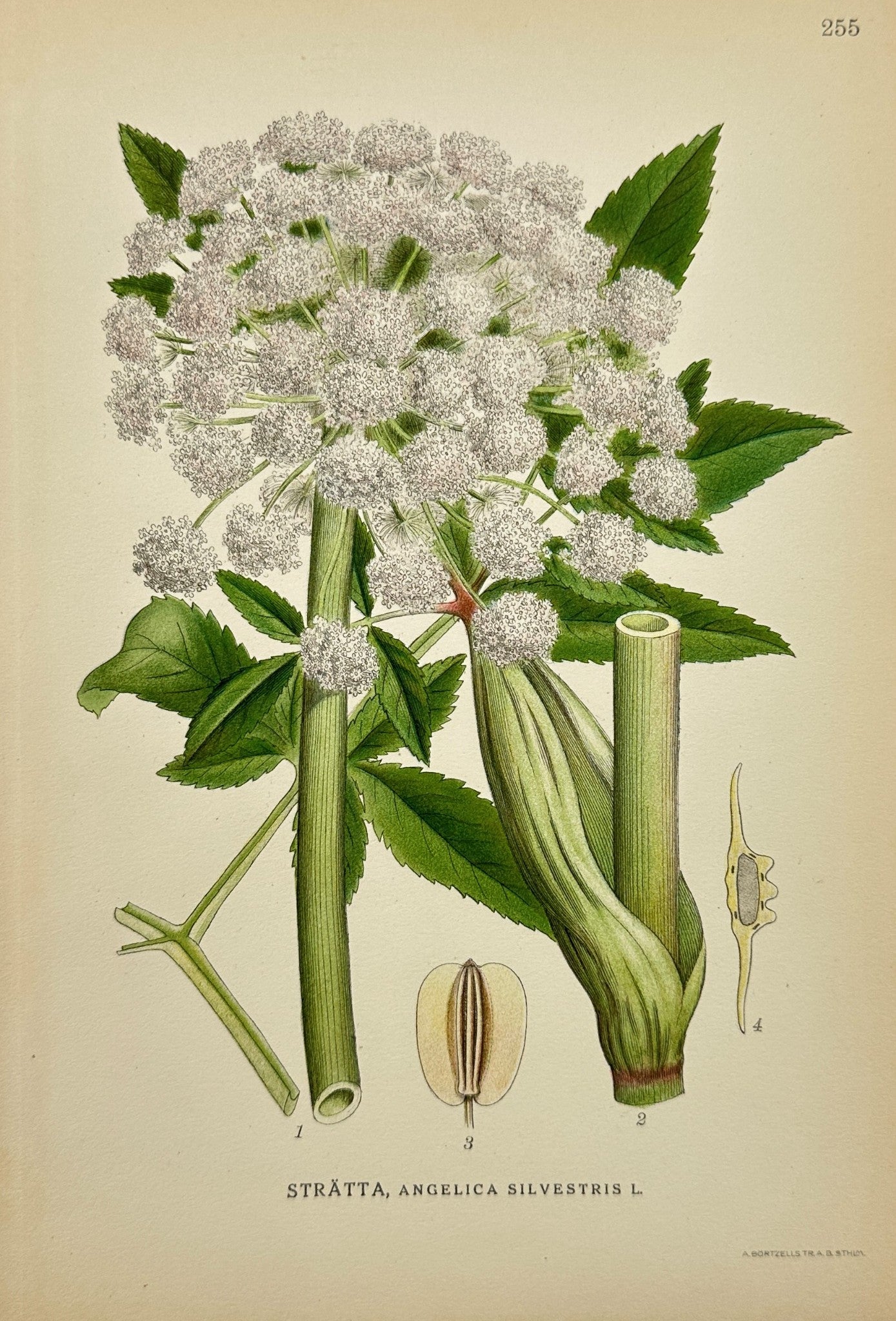 Antique Botanical Print - C. Lindman - Angelica Silvestris - Wild Angelica - F4