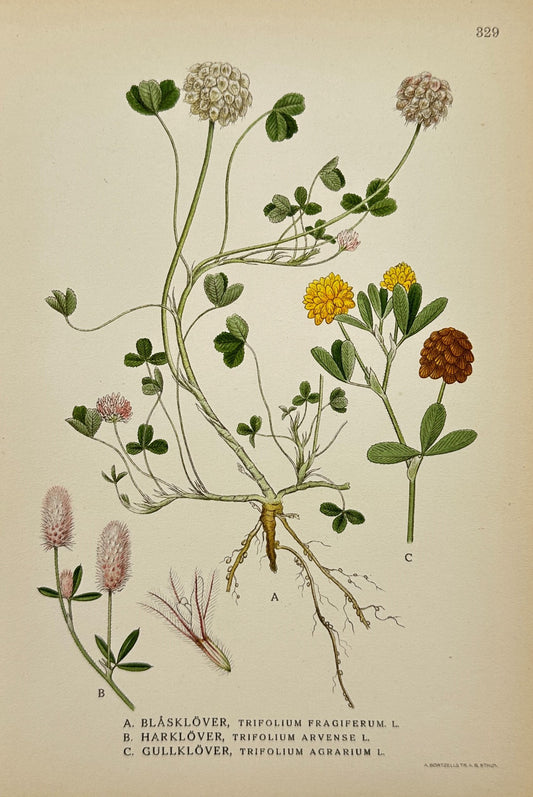 Original Antique Botanical Print - Northern Flora - Trifolium Arvense - F4