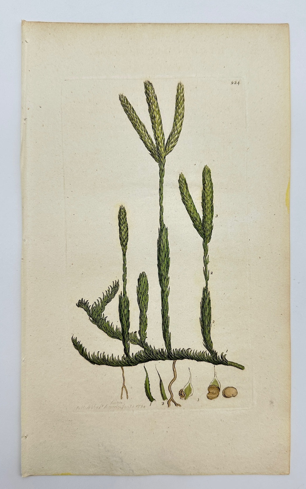 Antique Botanical Print - Sowerby - Lycopodium Clavatum - Clubmoss - F1
