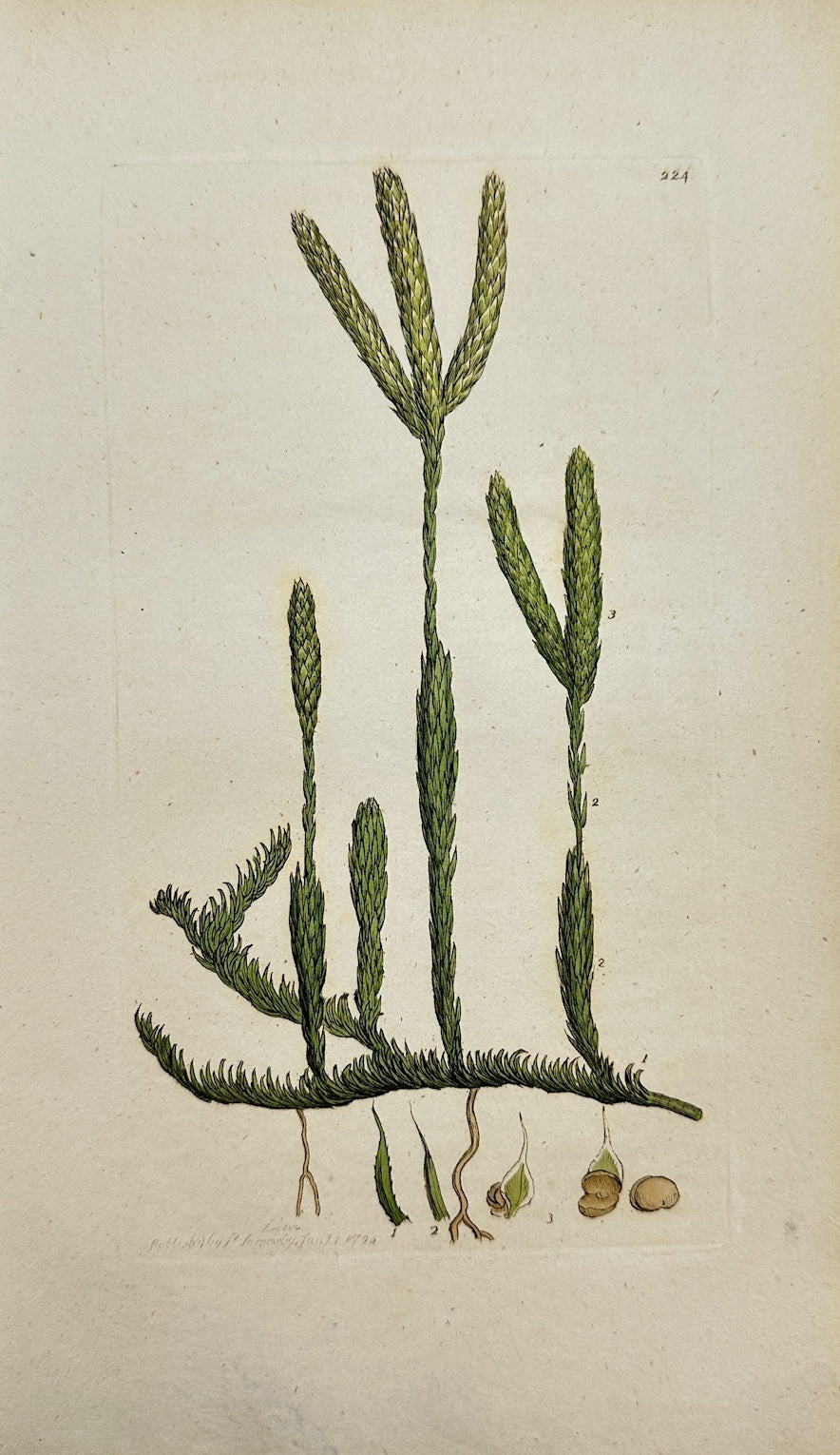 Antique Botanical Print - Sowerby - Lycopodium Clavatum - Clubmoss - F1