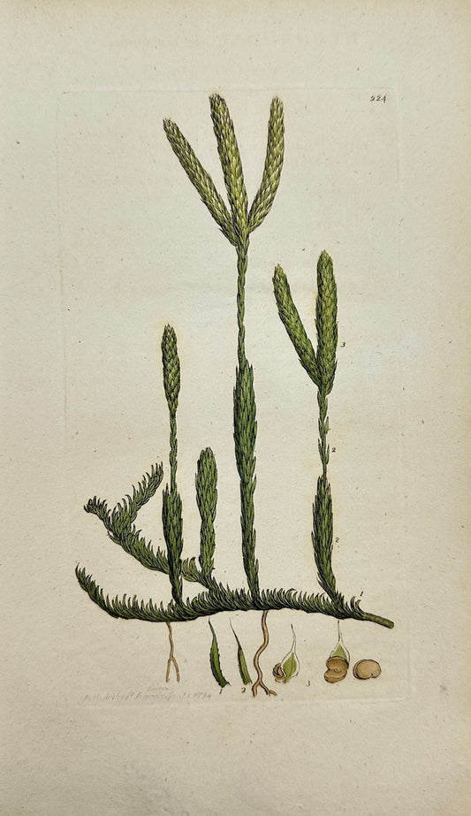 Antique Botanical Print - Sowerby - Lycopodium Clavatum - Clubmoss - F1