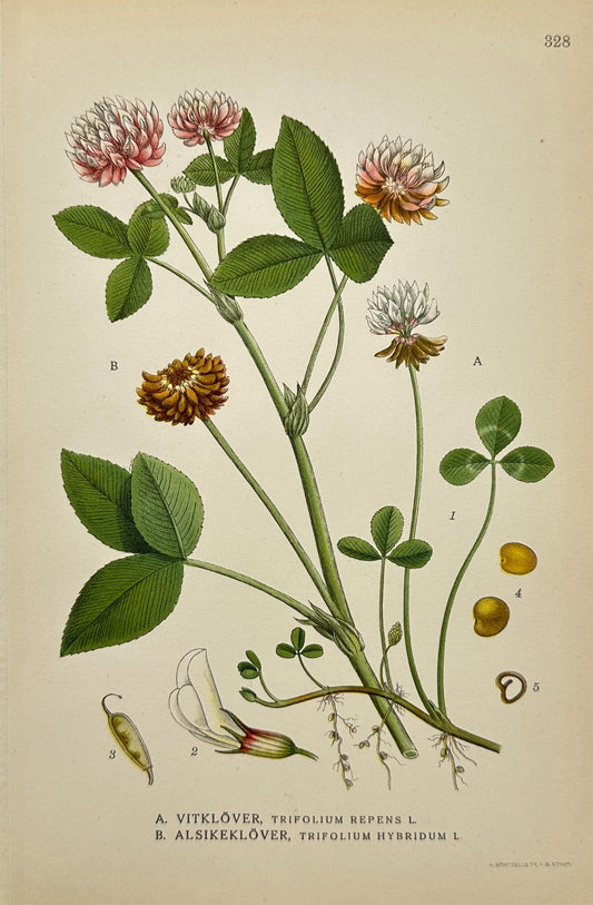 Antique Botanical Print - Northern Flora - Alsike Clover And White Clover - F4