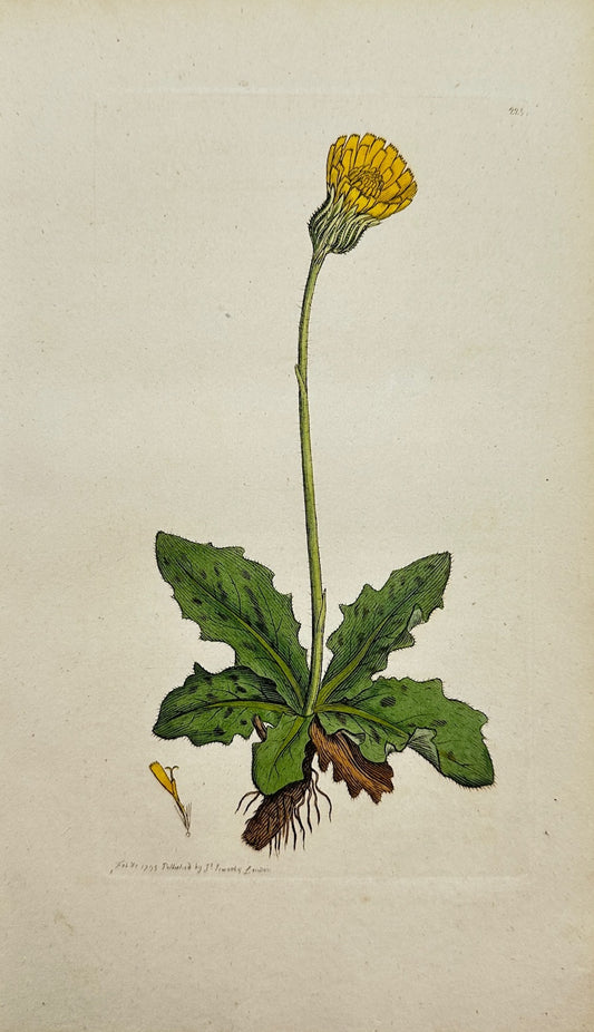 Antique Print - Sowerby - Hypericum Maculatum - Spotted St. John's Wort - F1