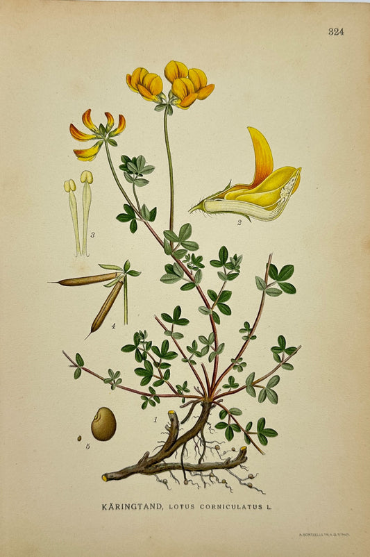 Original Antique Botanical Print - Bird's-Foot Trefoil - Lotus Cornicula - F4