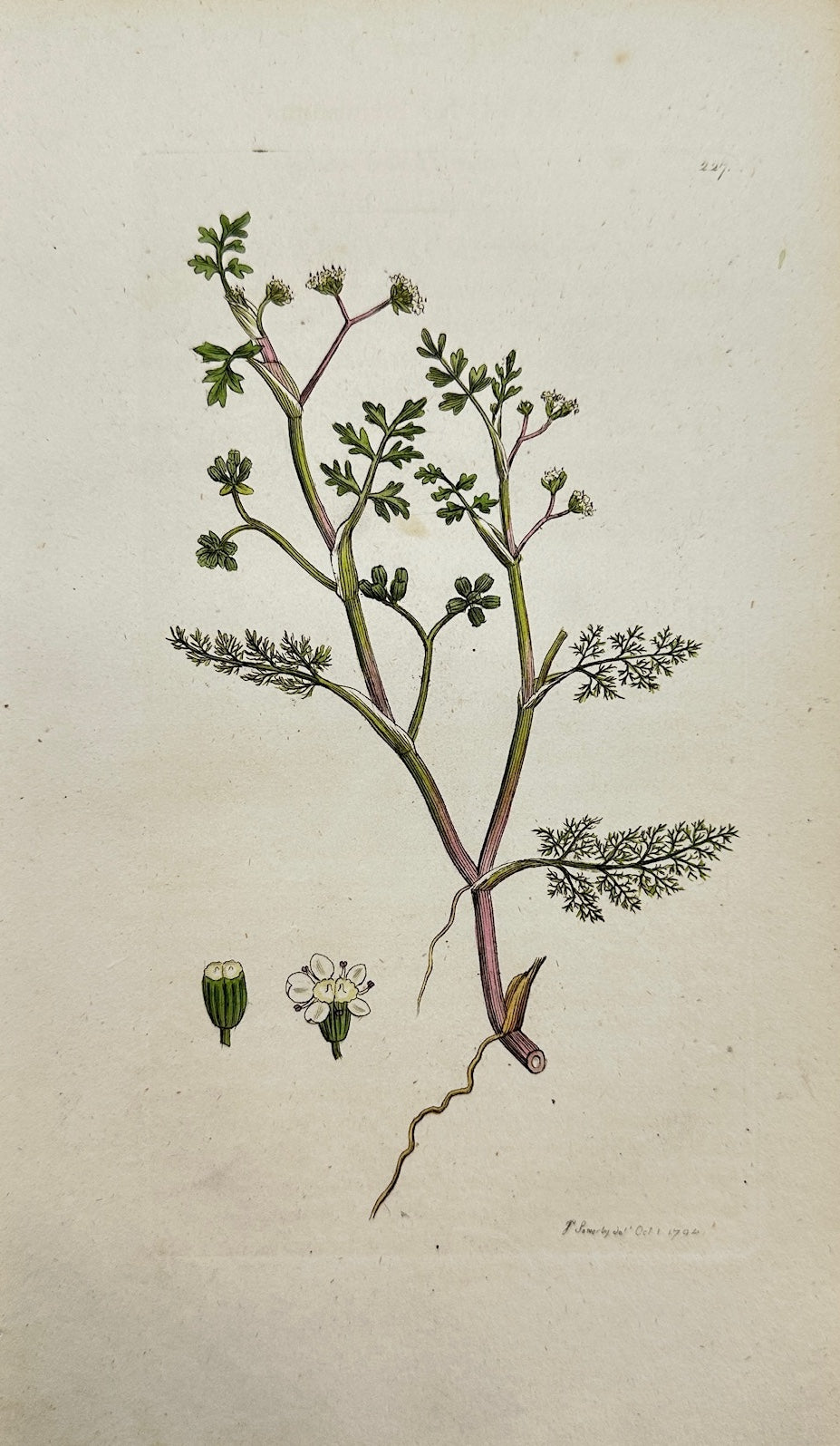 Antique Botanical Print - James Sowerby - Sison Inundatum - Water Stonewort - F1