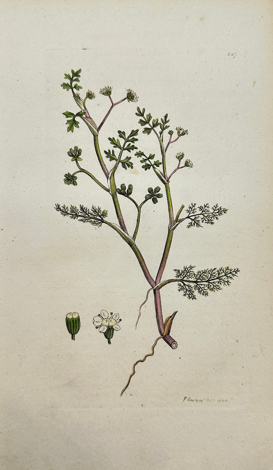 Antique Botanical Print - James Sowerby - Sison Inundatum - Water Stonewort - F1