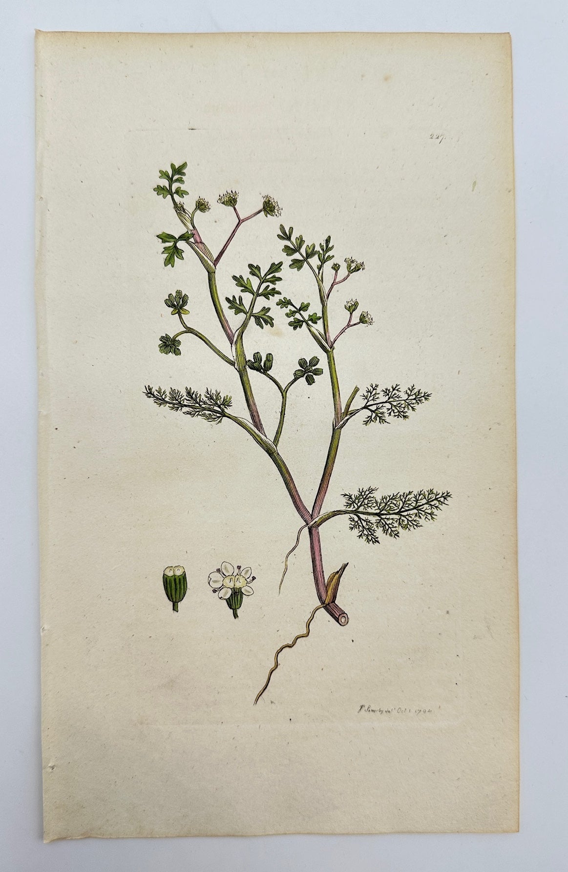 Antique Botanical Print - James Sowerby - Sison Inundatum - Water Stonewort - F1