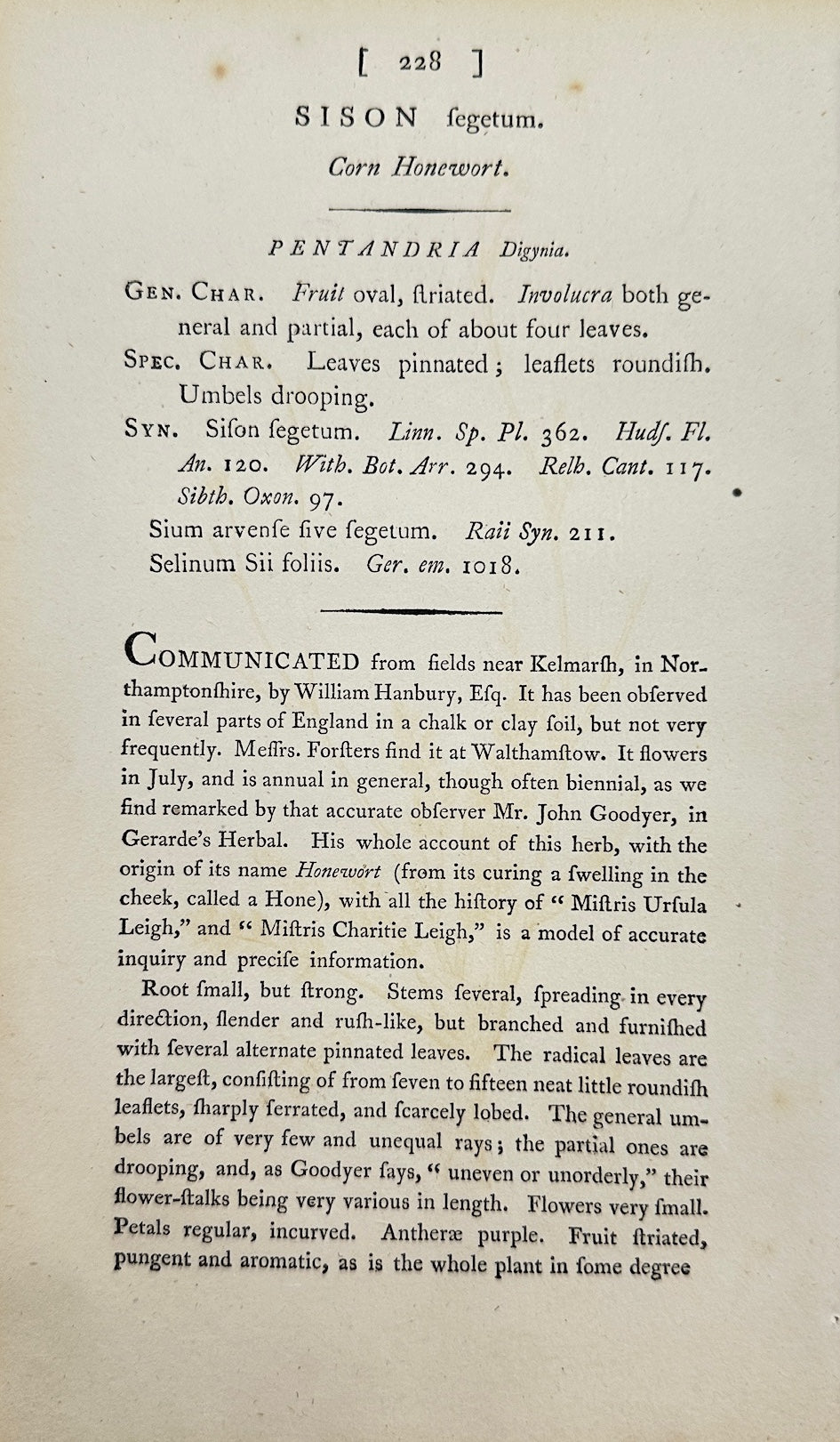 Antique Botanical Print - James Sowerby - Sison Segetum - Corn Parsley - F1