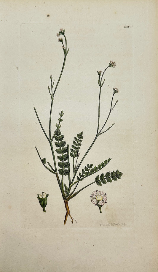Antique Botanical Print - James Sowerby - Sison Segetum - Corn Parsley - F1