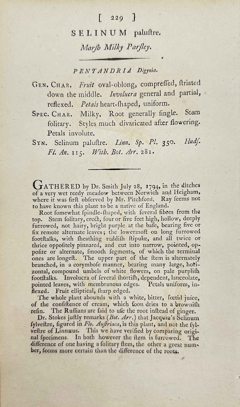 Antique Print - James Sowerby - Selinum Palustre - Marsh Angelica - F1