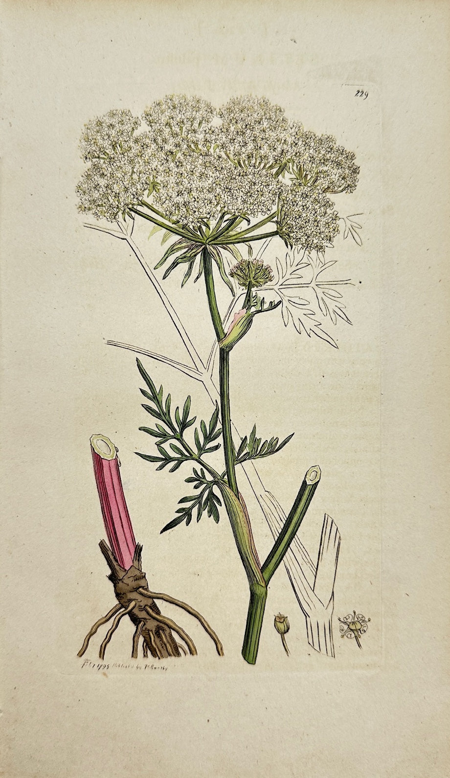 Antique Print - James Sowerby - Selinum Palustre - Marsh Angelica - F1