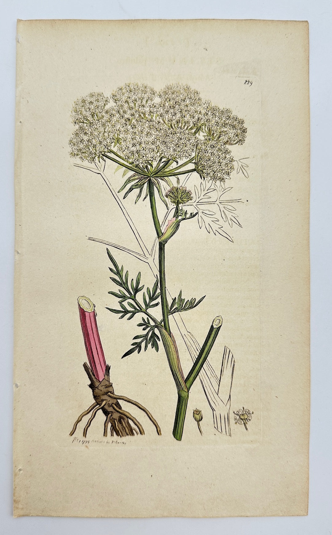 Antique Print - James Sowerby - Selinum Palustre - Marsh Angelica - F1