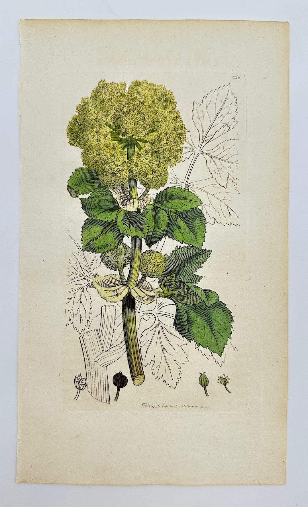 Antique Botanical Print - James Sowerby - Smyrnium Olusatrum - Alexanders - F1