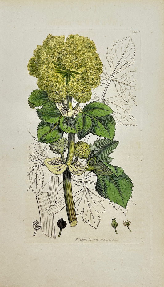 Antique Botanical Print - James Sowerby - Smyrnium Olusatrum - Alexanders - F1