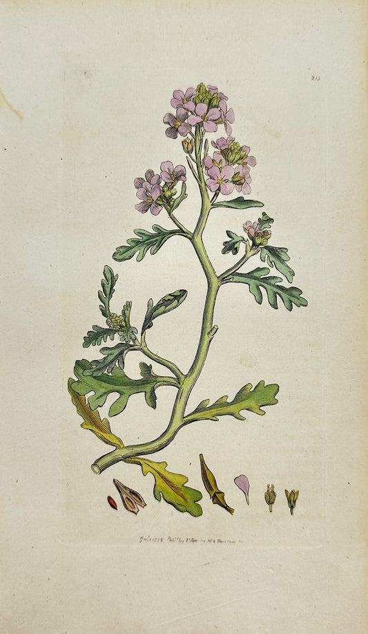 Antique Botanical Print - James Sowerby - Bunias Cakile - Sea Rocket - F1