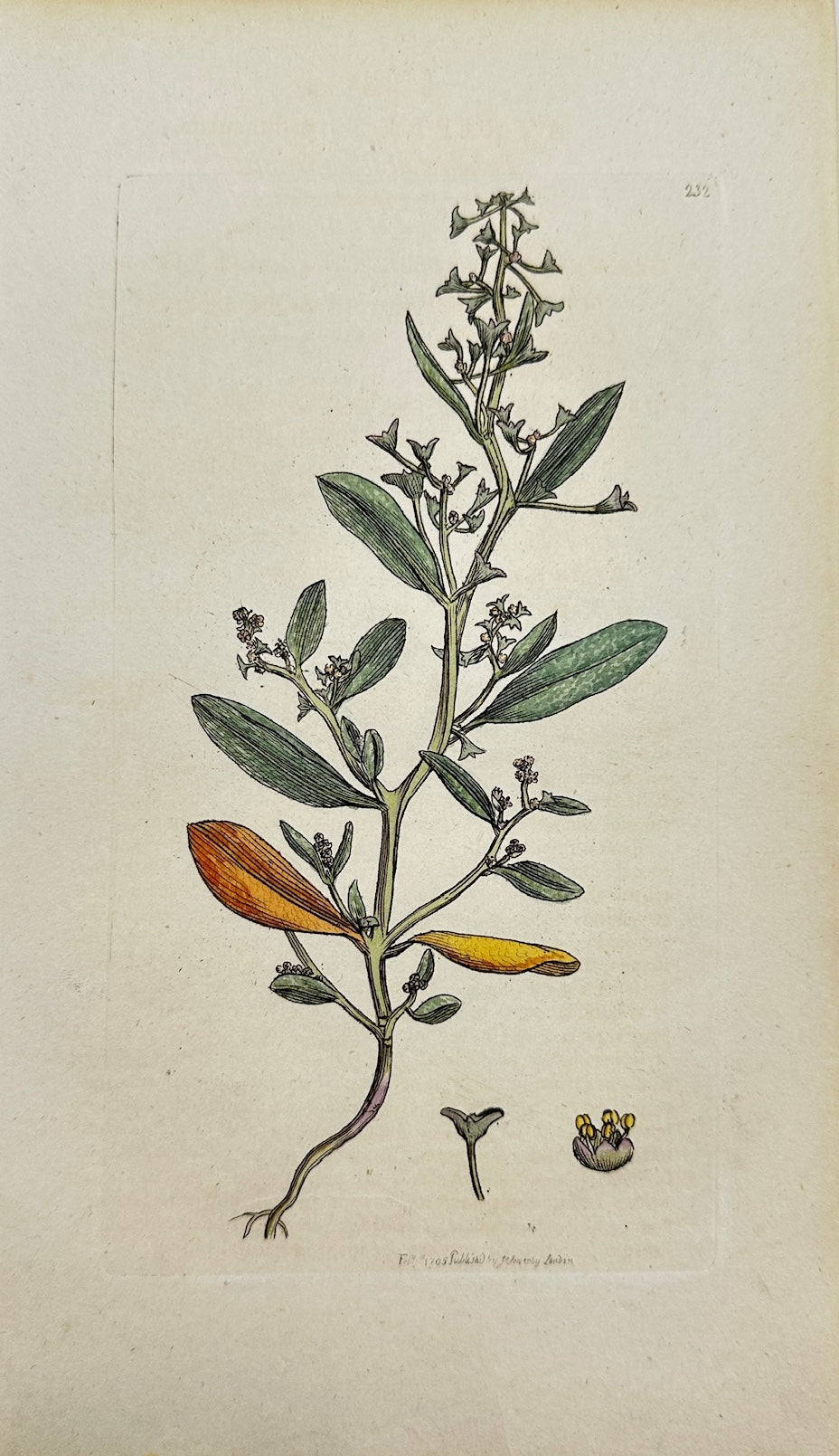 Antique Print - James Sowerby - Atriplex Pedunculata - Long-stalked Orache - F1
