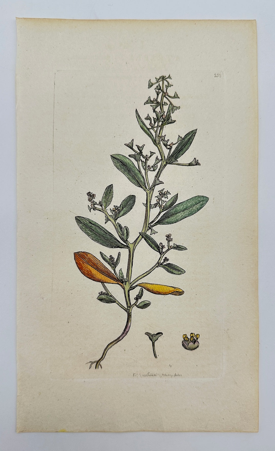 Antique Print - James Sowerby - Atriplex Pedunculata - Long-stalked Orache - F1