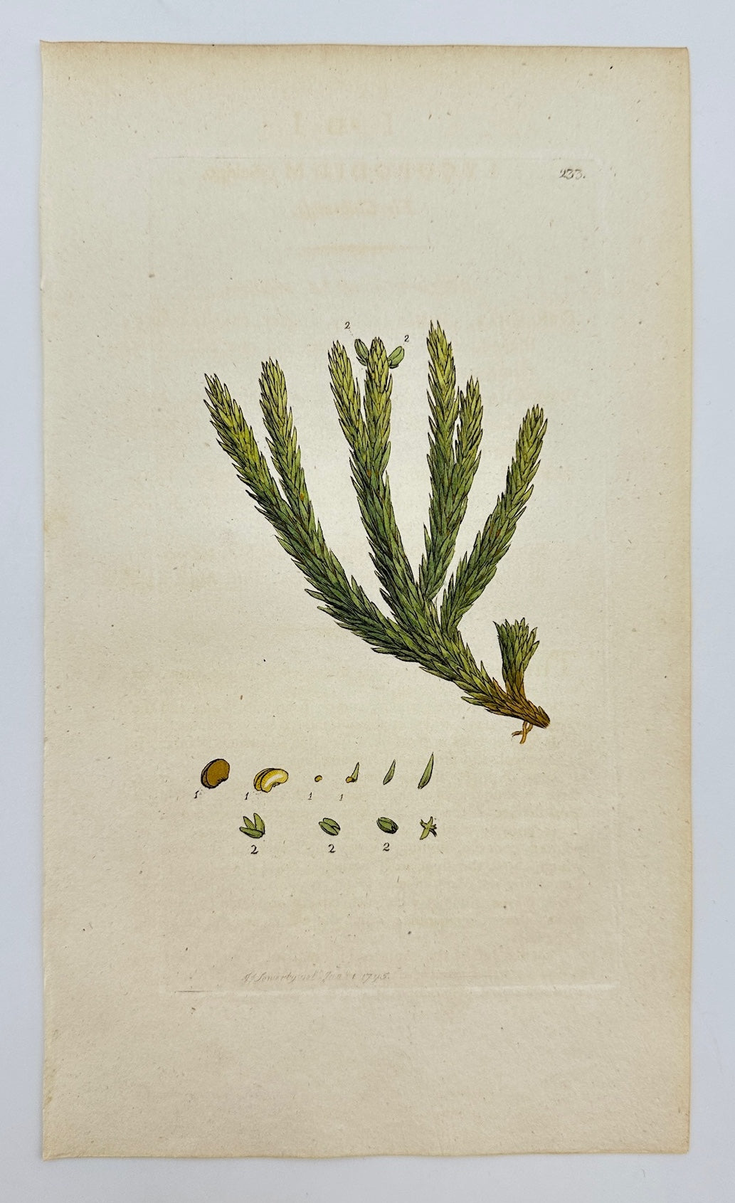 Antique Botanical Print - James Sowerby - Lycopodium Selago - Fir Clubmoss - F1