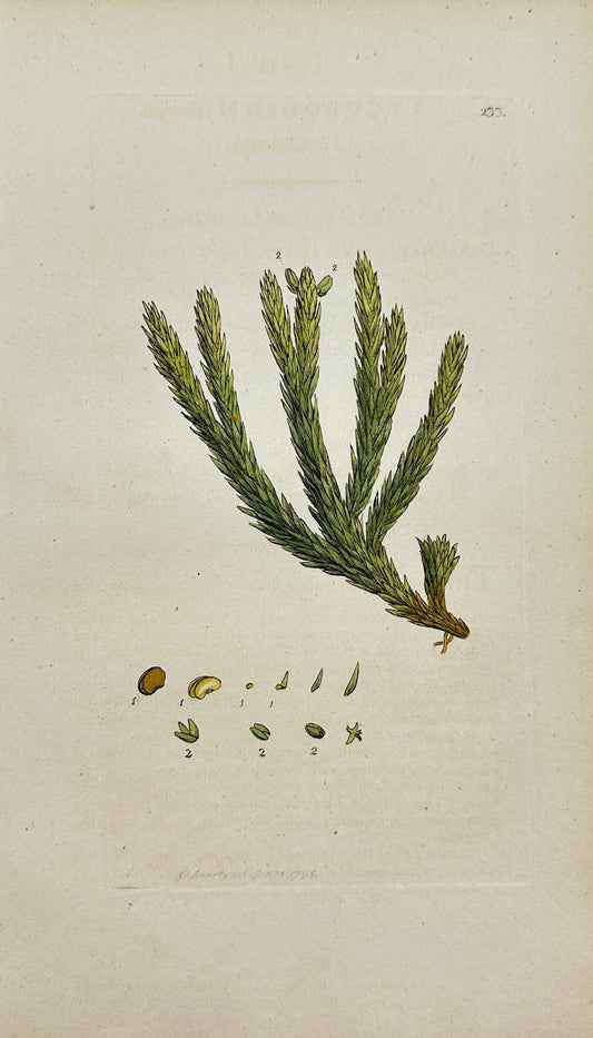 Antique Botanical Print - James Sowerby - Lycopodium Selago - Fir Clubmoss - F1