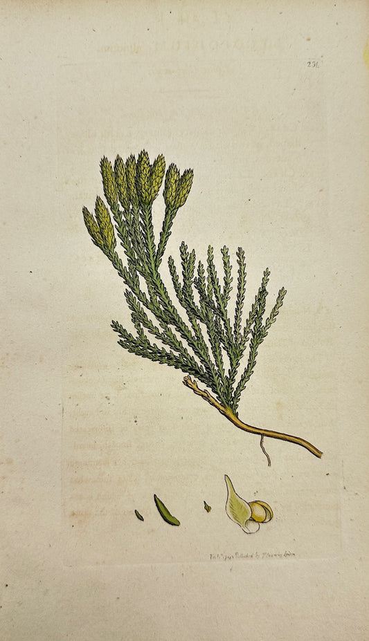 Antique Print - James Sowerby - Lycopodium Alpinum - Alpine Clubmoss - F1