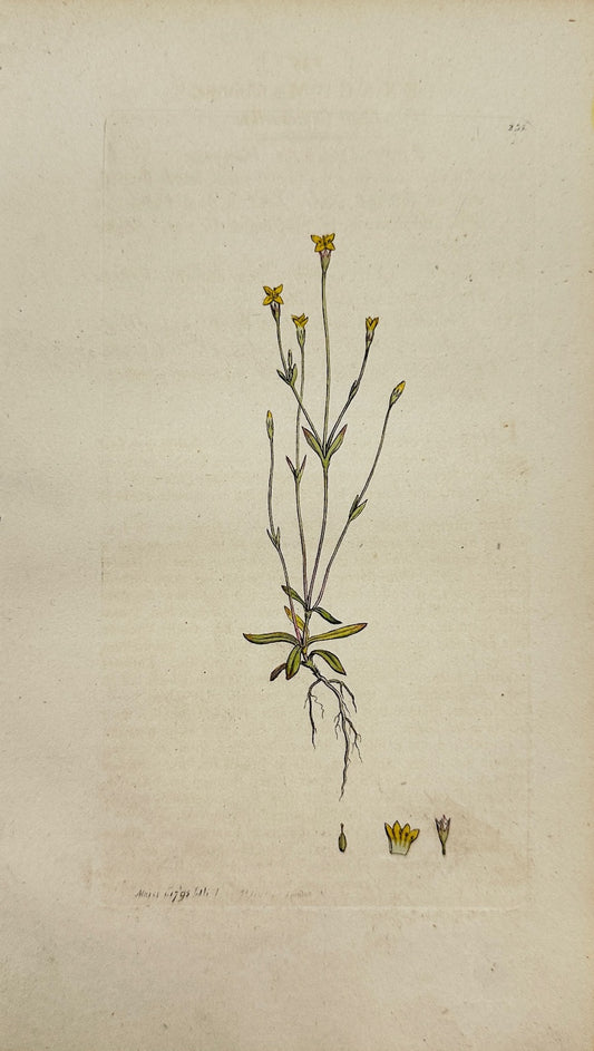Antique Print - Sowerby - Exacum Filiforme - Threadleaf False Buttonweed - F1
