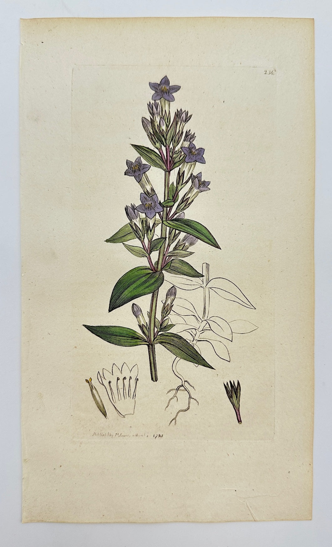 Antique Print - James Sowerby - Gentiana Amarella - Autumn Gentian - F1