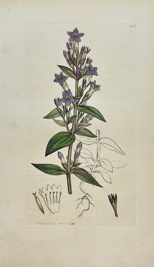 Antique Print - James Sowerby - Gentiana Amarella - Autumn Gentian - F1