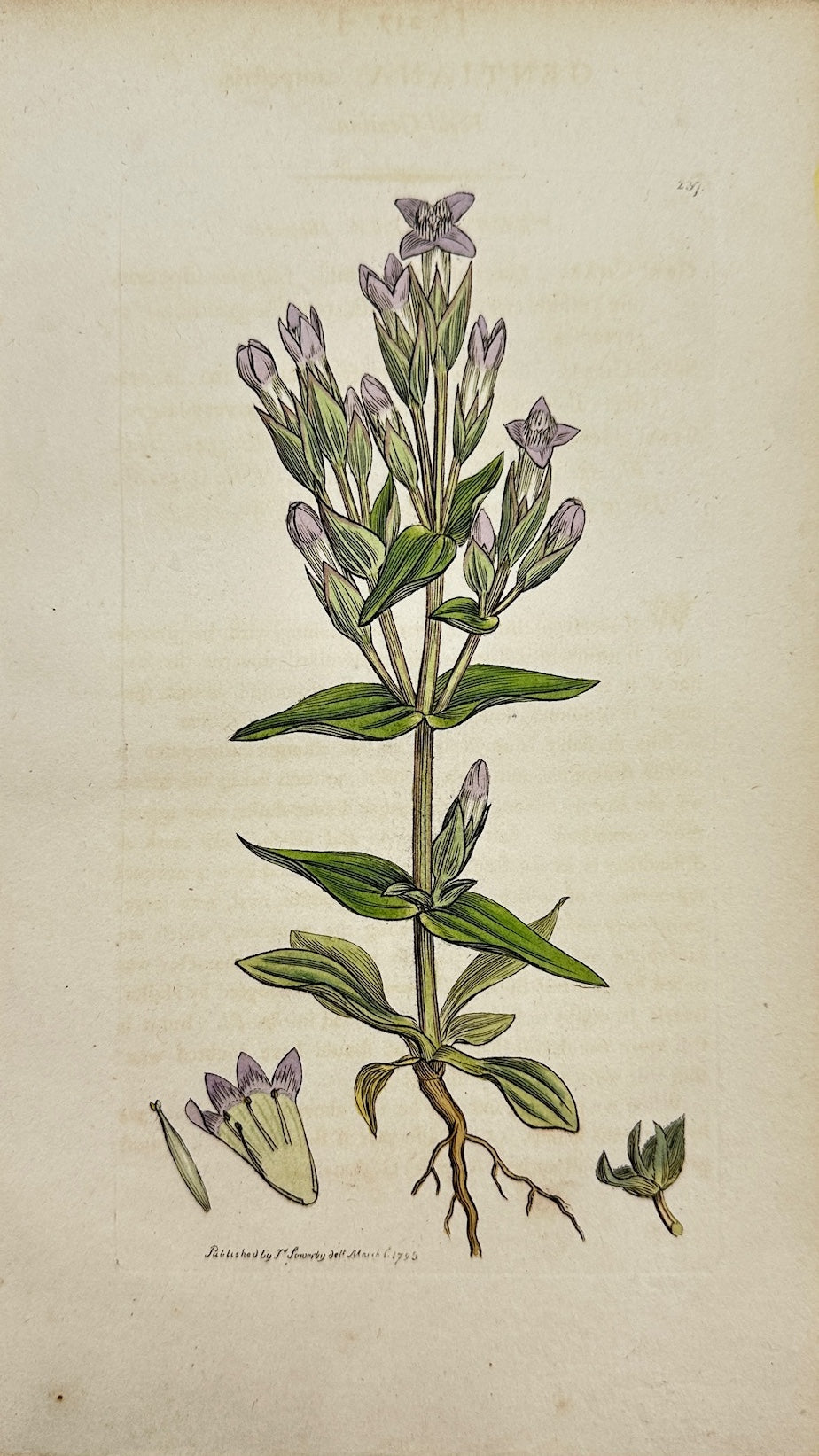 Antique Print - James Sowerby - Gentiana Campestris - Field Gentian - F1