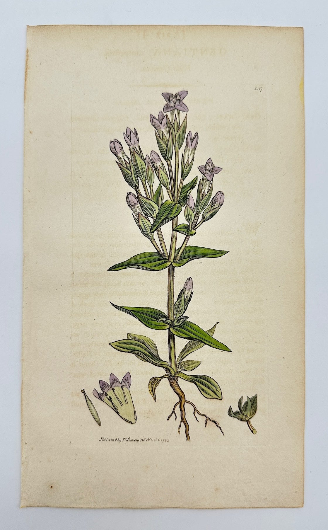 Antique Print - James Sowerby - Gentiana Campestris - Field Gentian - F1
