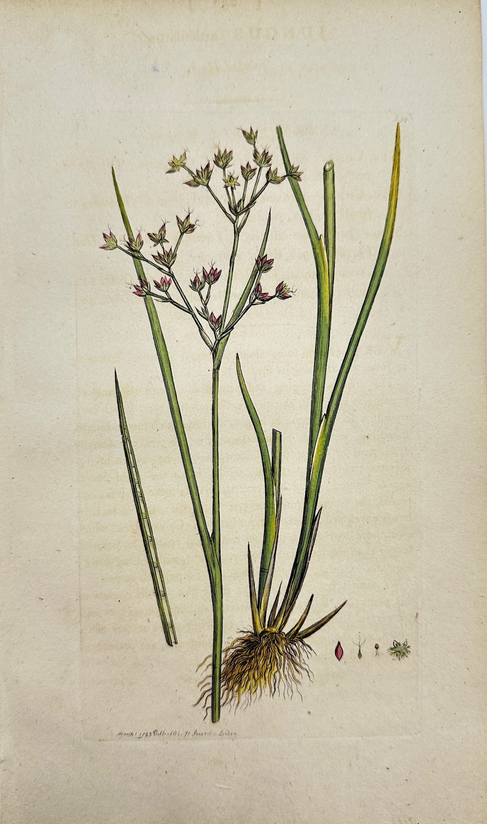 Antique Botanical Print - James Sowerby - Juncus Articulatus - Jointed Rush - F1