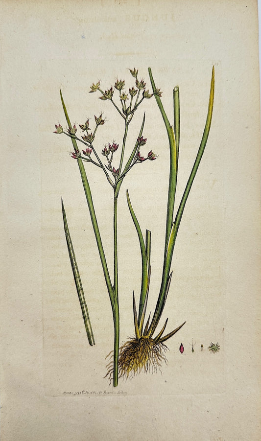 Antique Botanical Print - James Sowerby - Juncus Articulatus - Jointed Rush - F1