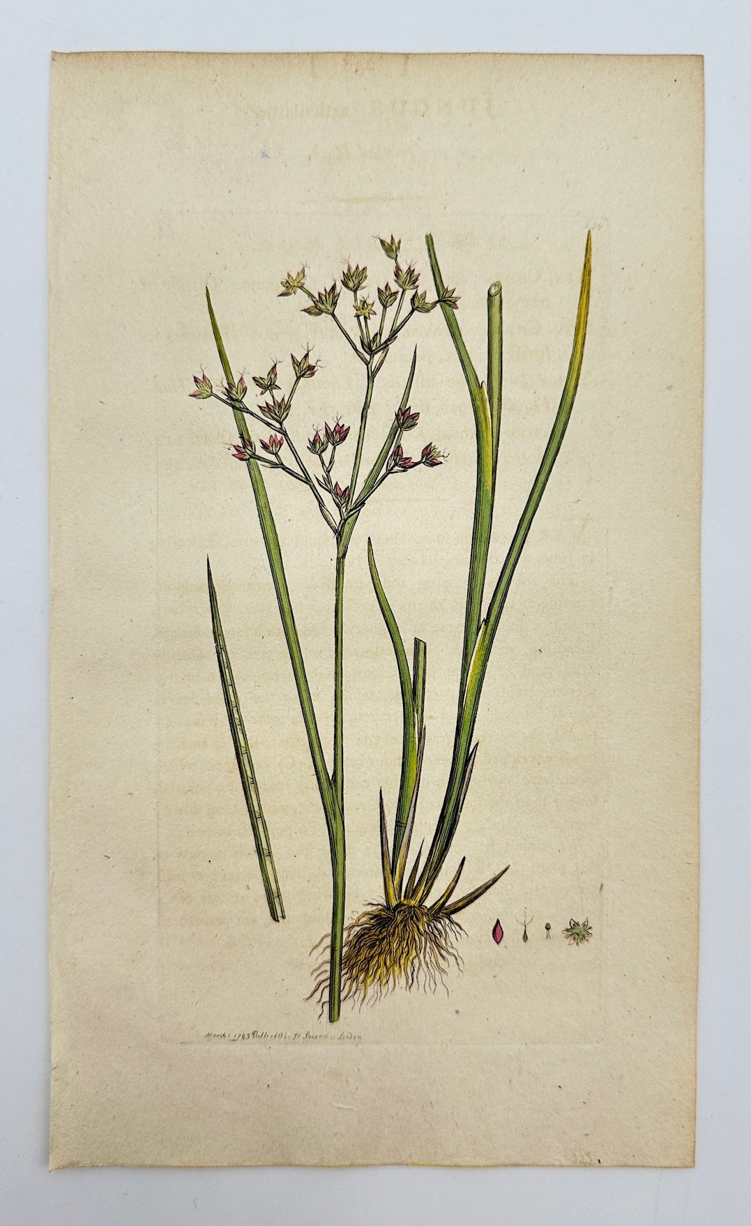 Antique Botanical Print - James Sowerby - Juncus Articulatus - Jointed Rush - F1