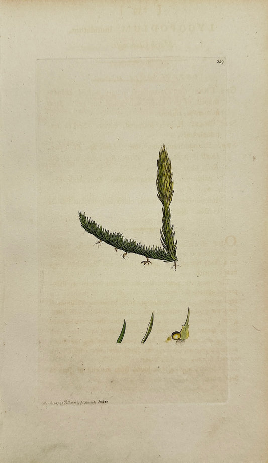 Antique Print - James Sowerby - Lycopodium Inundatum - Marsh Clubmoss - F1