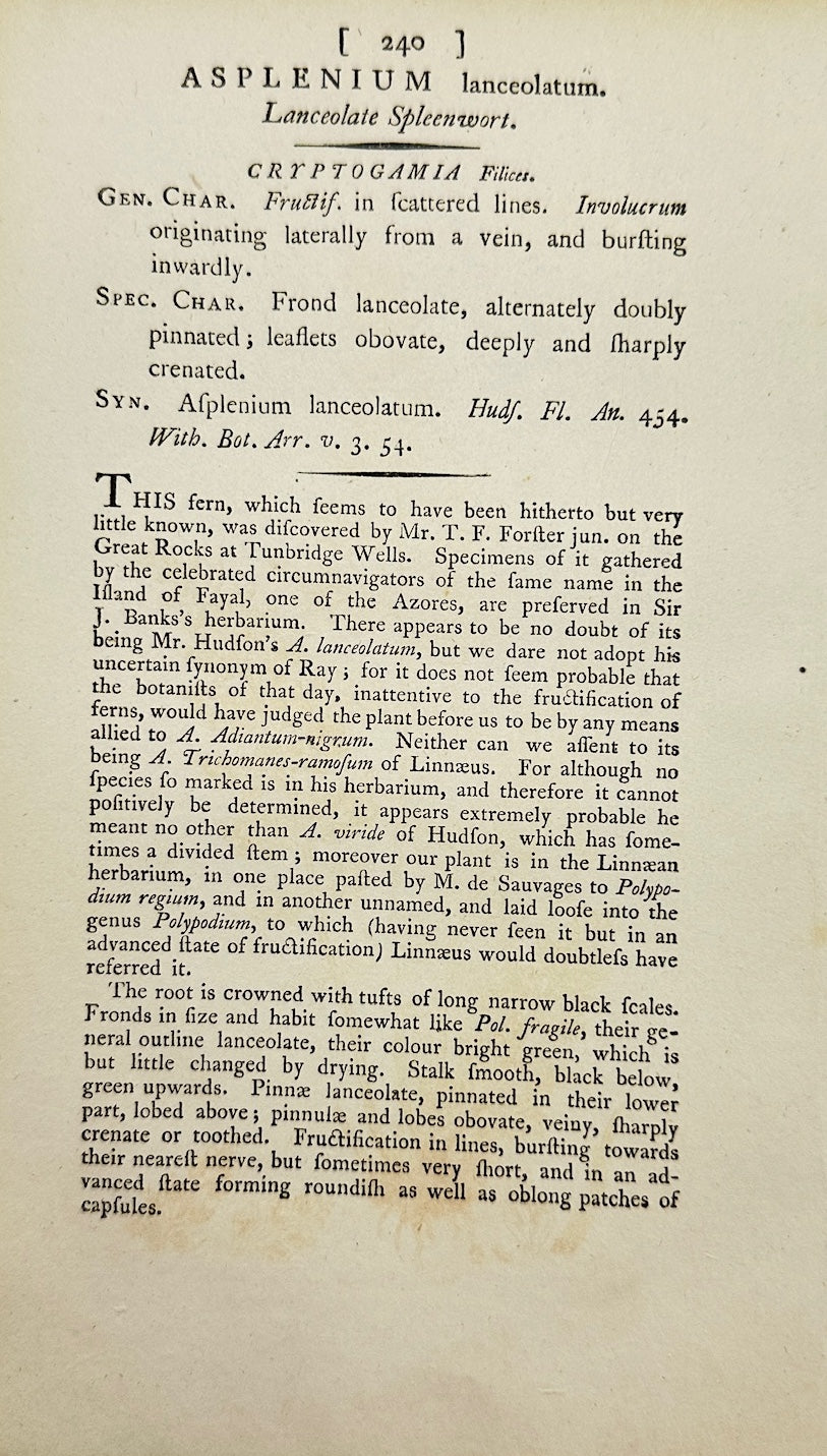 Antique Print - Sowerby - Asplenium Lanceolatum - Lanceolate Spleenwort - F1