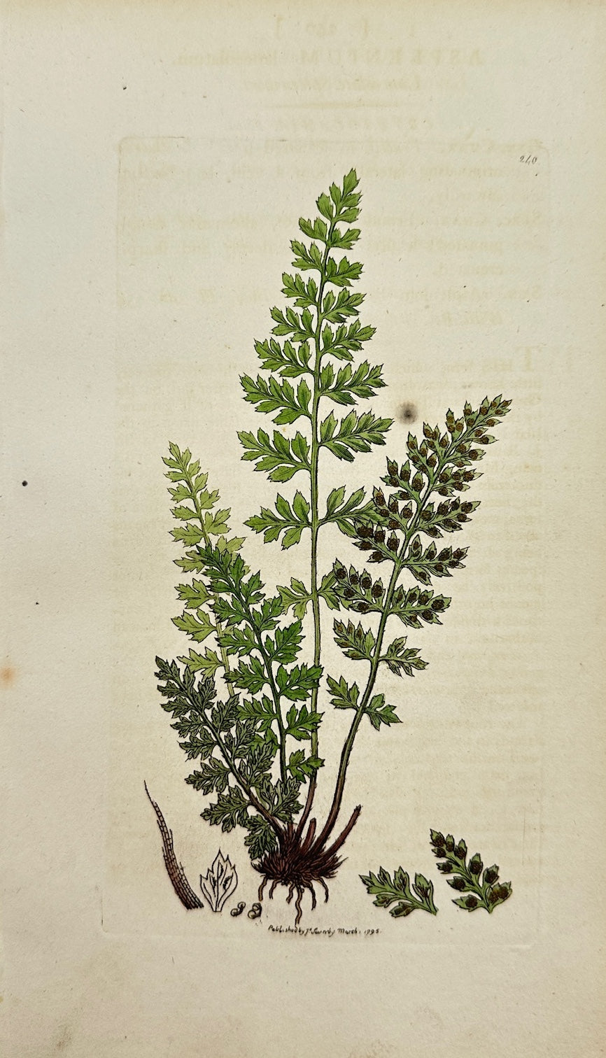 Antique Print - Sowerby - Asplenium Lanceolatum - Lanceolate Spleenwort - F1