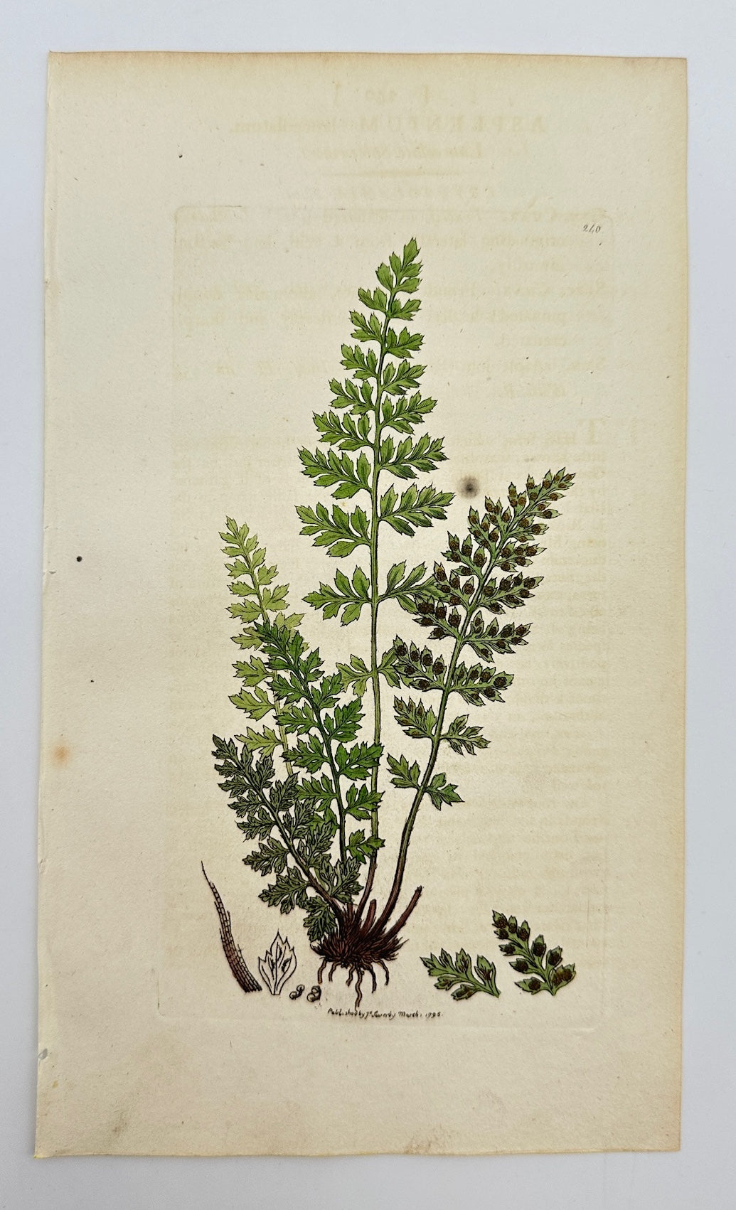 Antique Print - Sowerby - Asplenium Lanceolatum - Lanceolate Spleenwort - F1