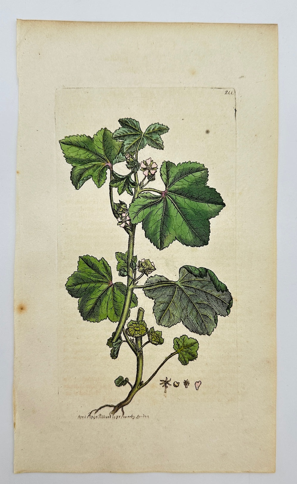 Antique Botanical Print - James Sowerby - Malva Pusilla - Small Mallow - F1