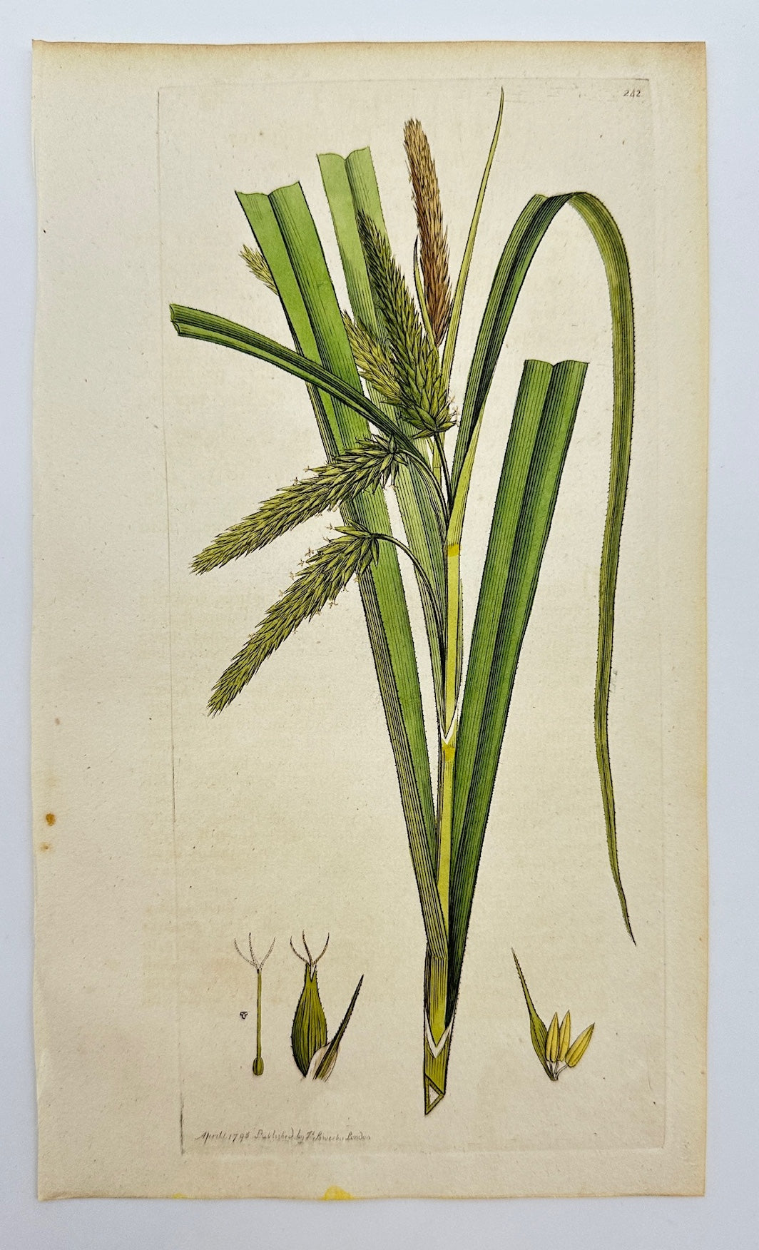 Antique Print - James Sowerby - Carex Pseudo-Cyperus - False Cyperus Sedge - F1