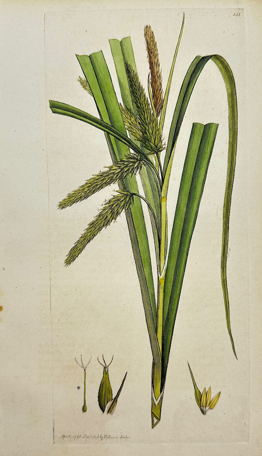 Antique Print - James Sowerby - Carex Pseudo-Cyperus - False Cyperus Sedge - F1