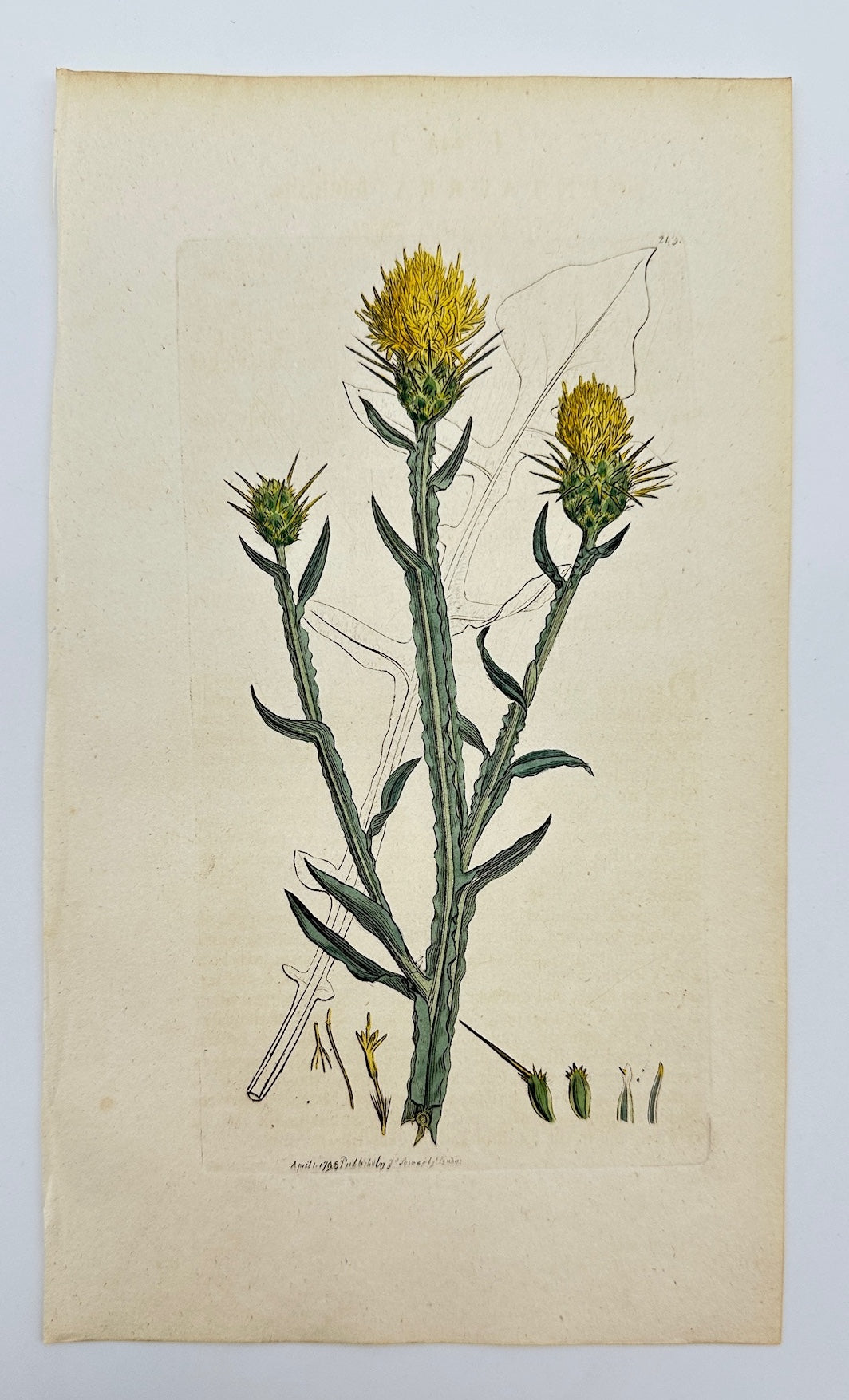 Antique Print - James Sowerby - Centaurium Erythraea - Common Centaury - F1