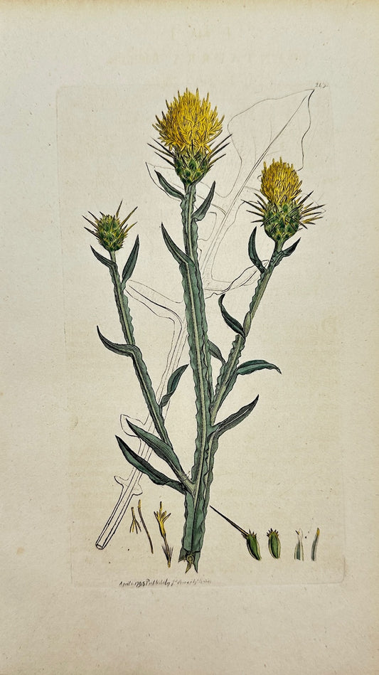 Antique Print - James Sowerby - Centaurium Erythraea - Common Centaury - F1